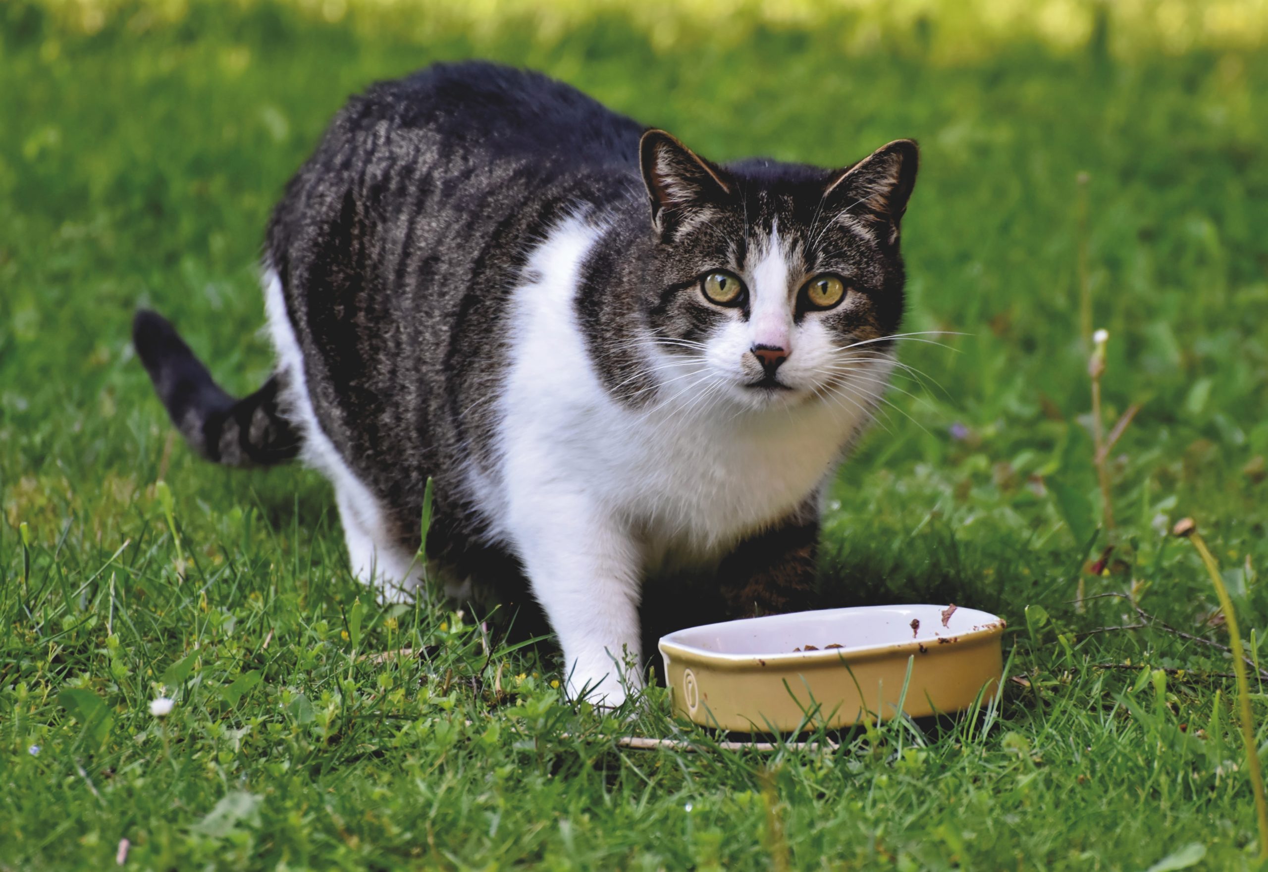 Kat aan het eten in het gras