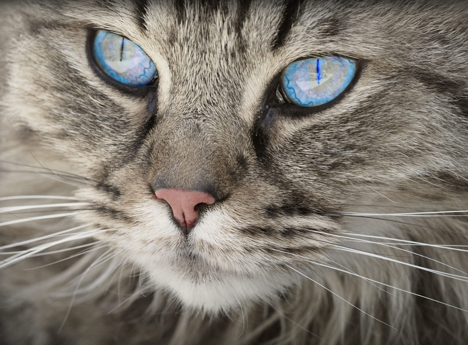 Hoeveel moet een kat eten? Alles over mijn huisdier