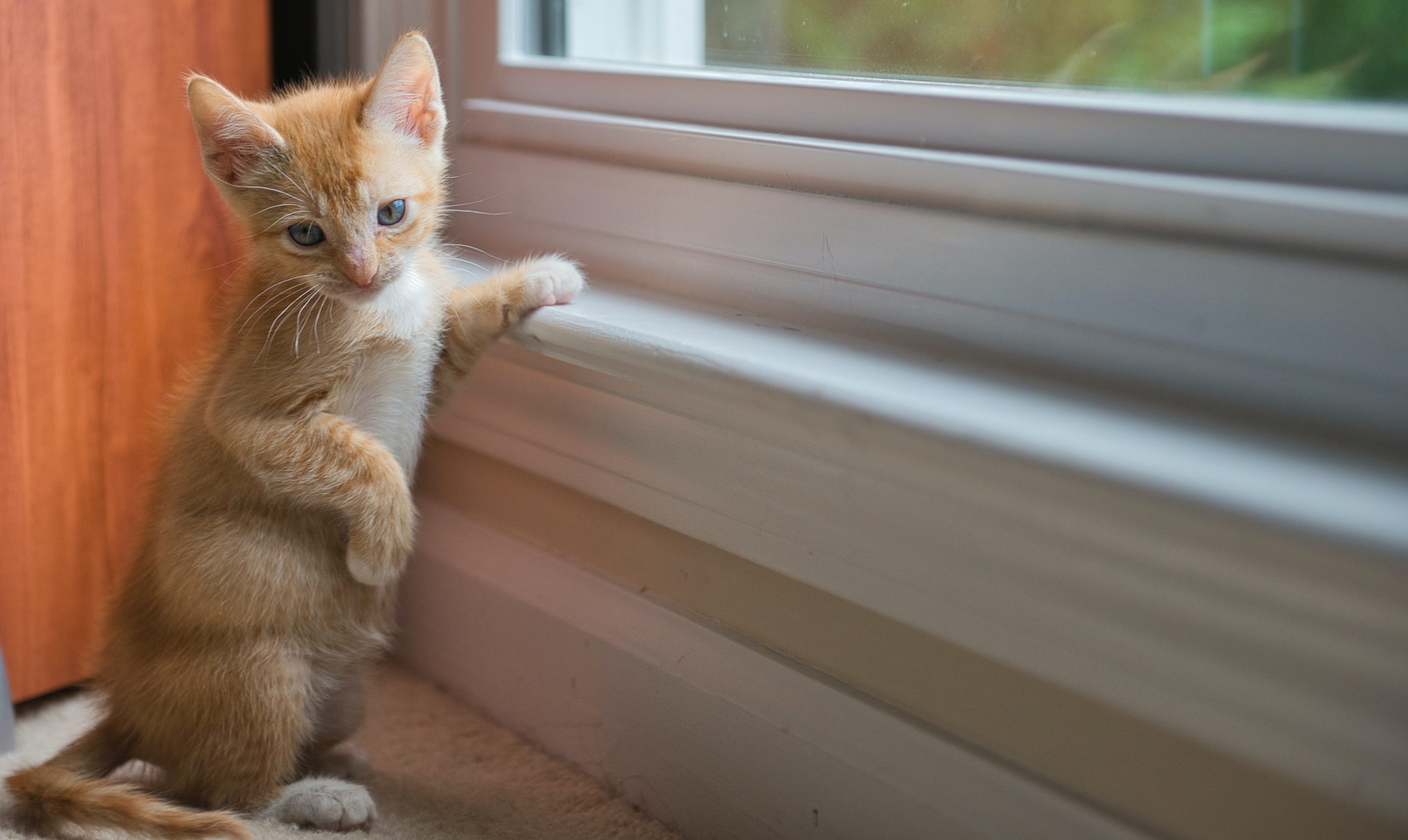 Kat staat tegen raam