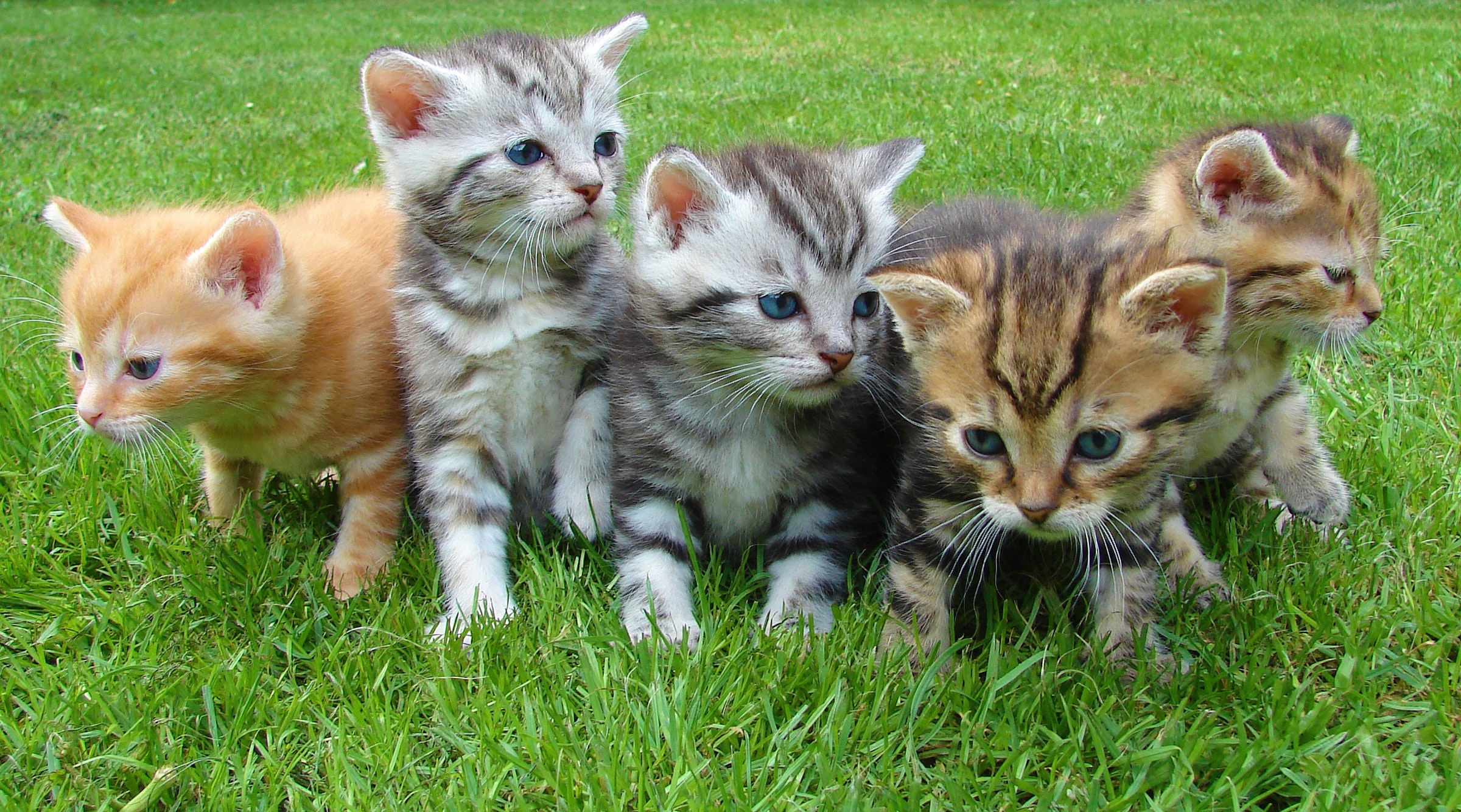 Kittens samen lekker in het gras aan het spelen