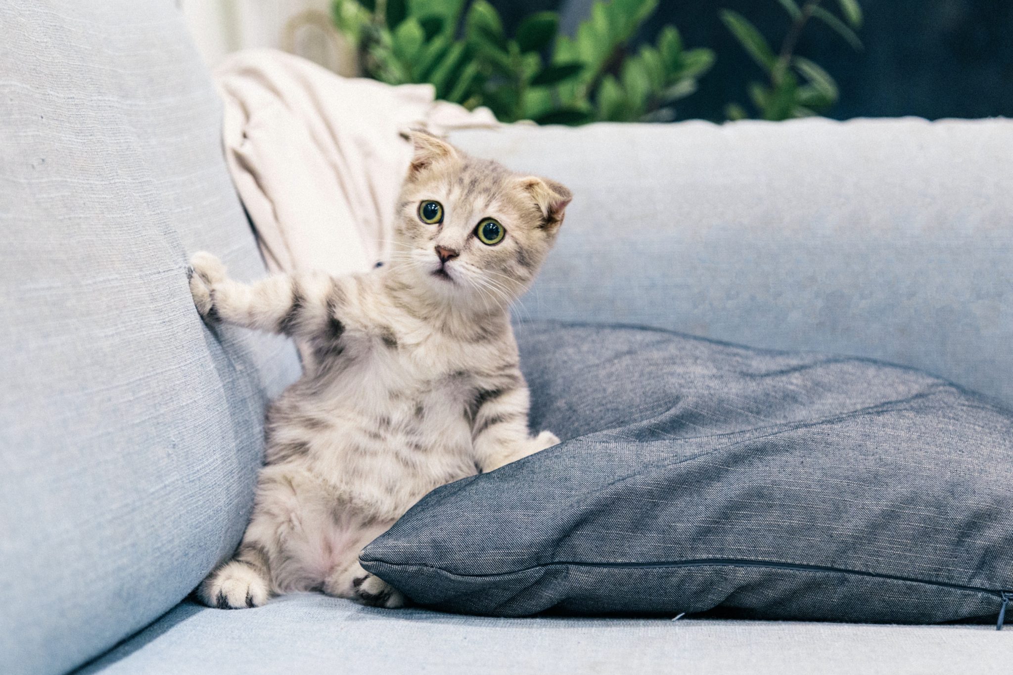 Hoeveel moet een kat eten? Alles over mijn huisdier