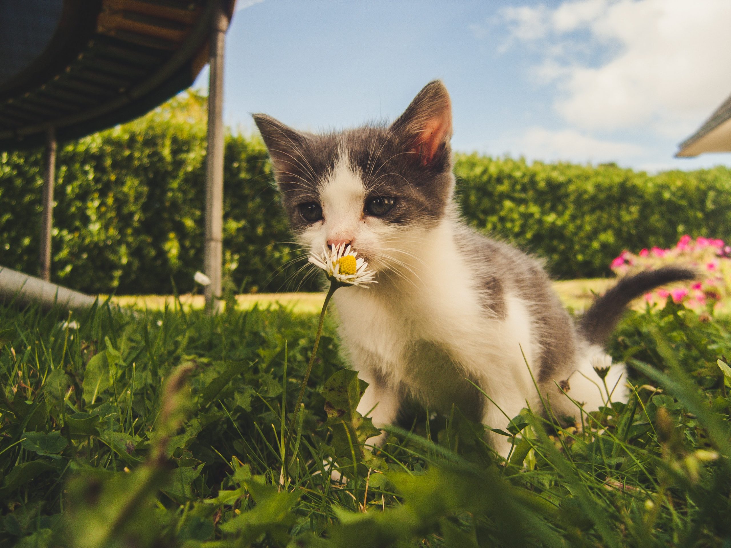 Kleine kat ruikt aan bloem