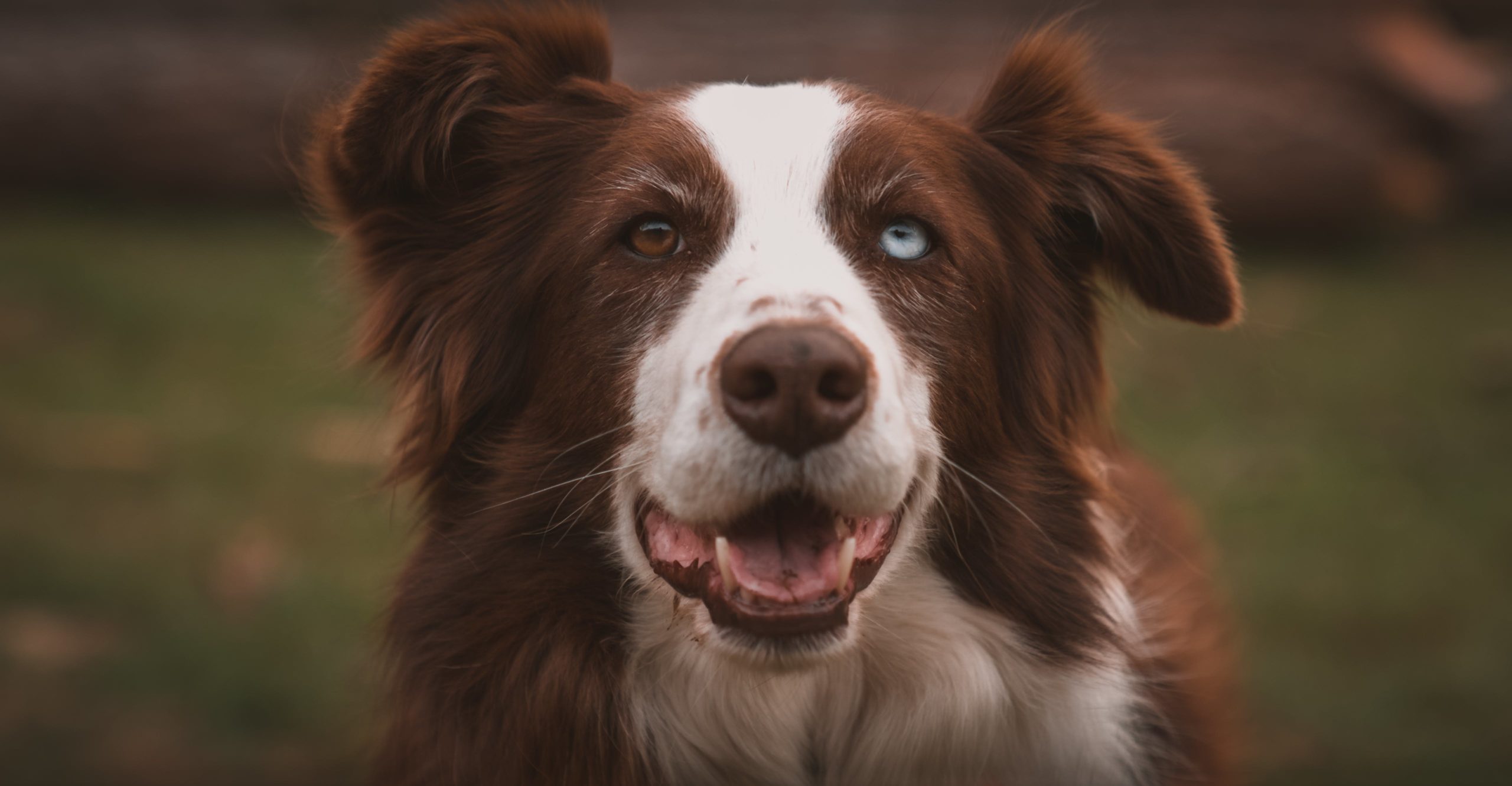 Border Collie Trapped Neutrophil Syndrome