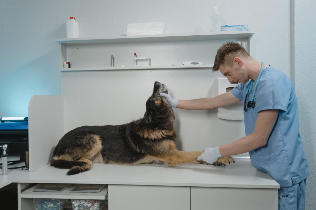 Dierenarts onderzoekt hond op Degeneratieve Myelopathie