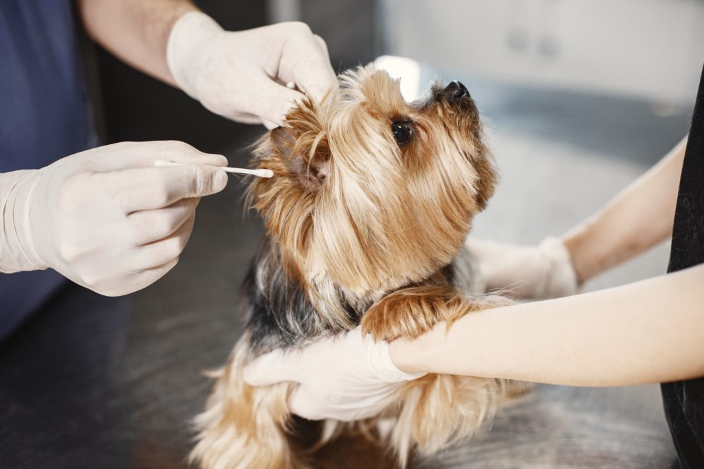 Dierenarts onderzoekt hond op oorontsteking