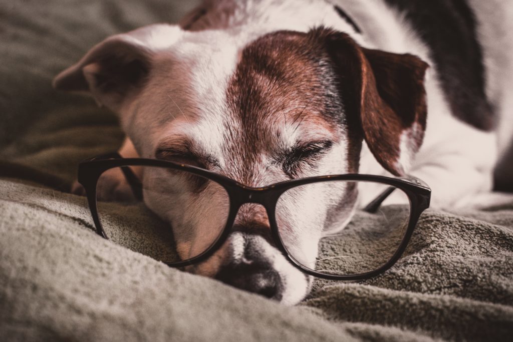 Hond op bank met bril