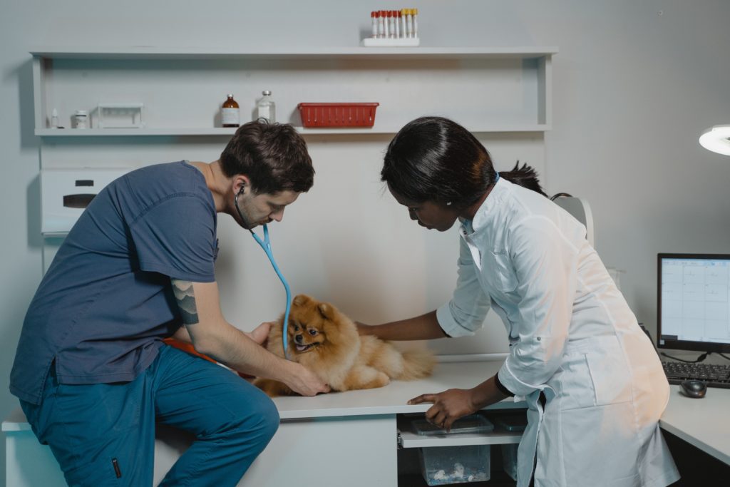 Dierenarts onderzoekt hond op aortastenose