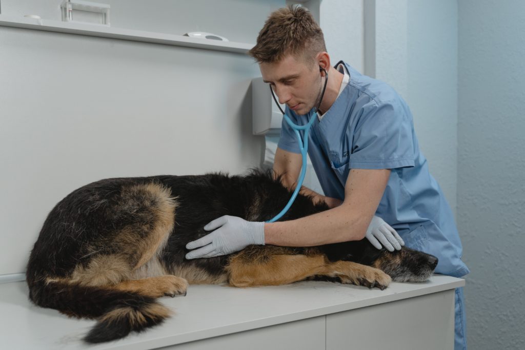 Dierenarts onderzoekt hond myopathie