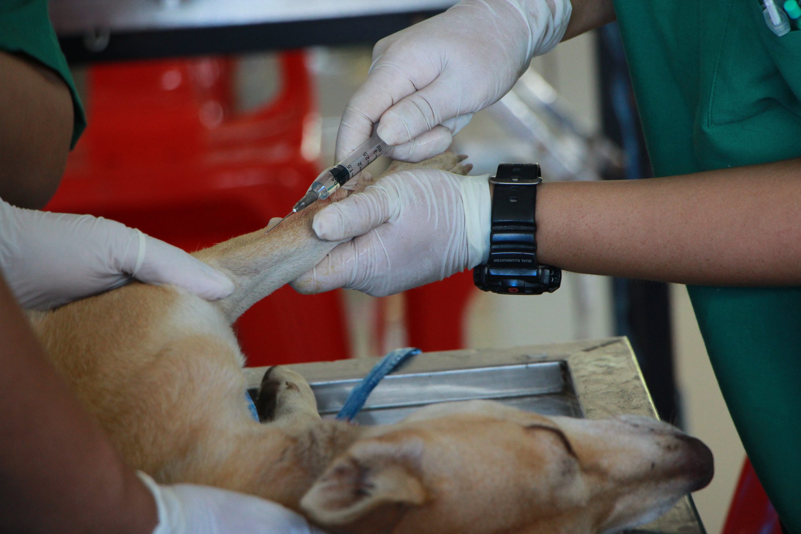 Dierenarts onderzoekt hond op Myopathie