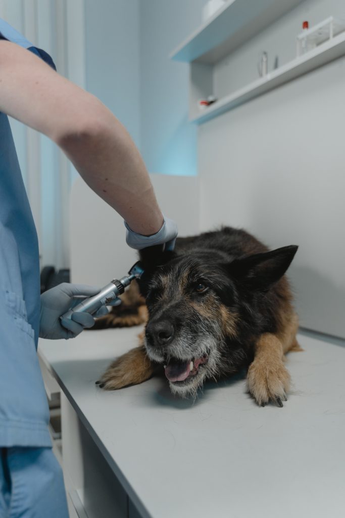 hond wordt onderzocht door dierenarts voor dermatomyositis