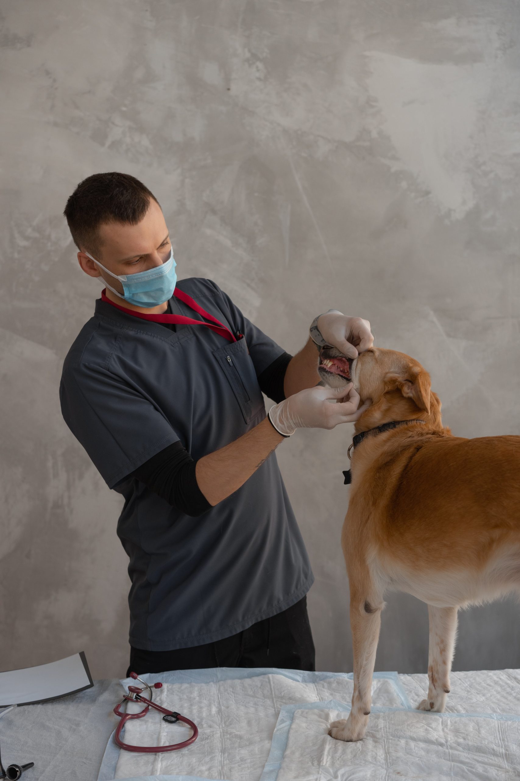 Dierenarts onderzoekt hond op dermatomyositis