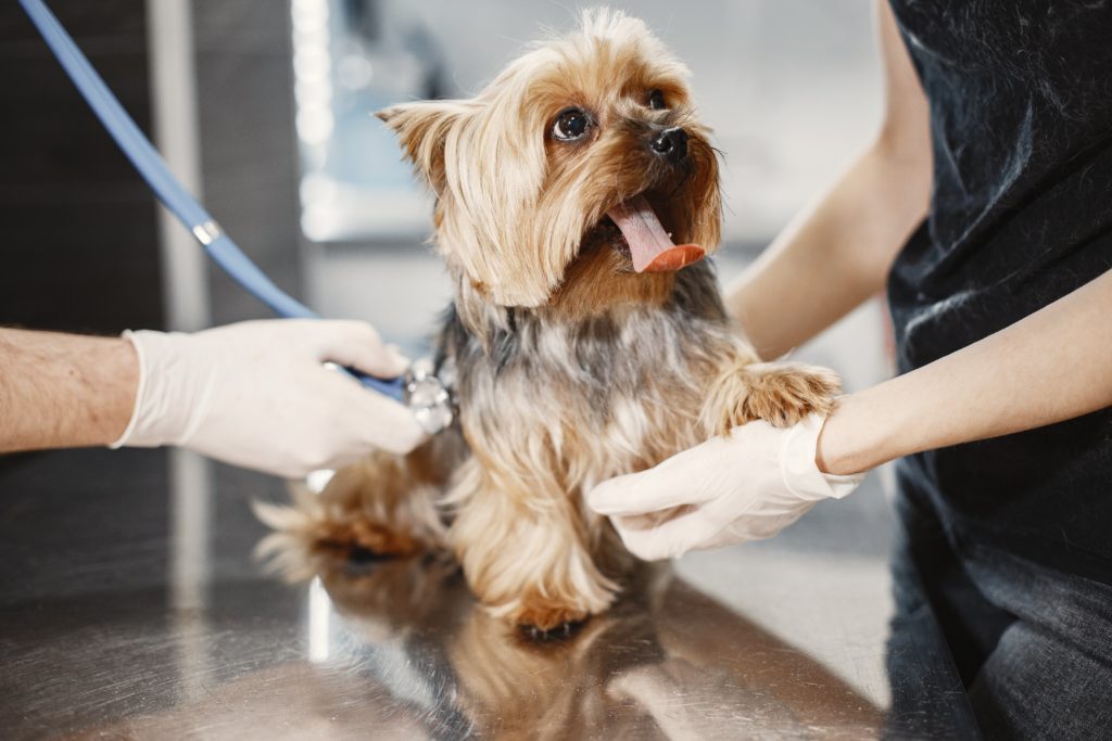 dierenarts onderzoekt hond op pulmonaalstenose