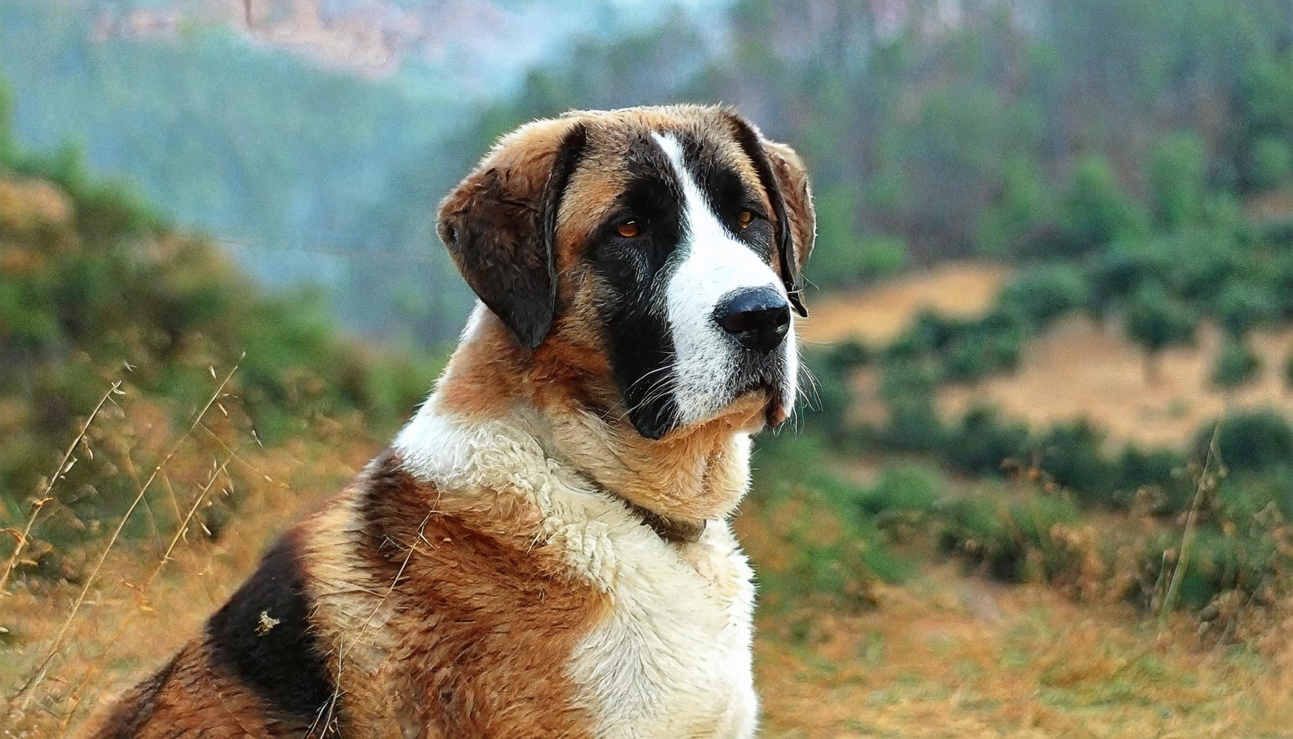 Hondenras Alentejo mastiff