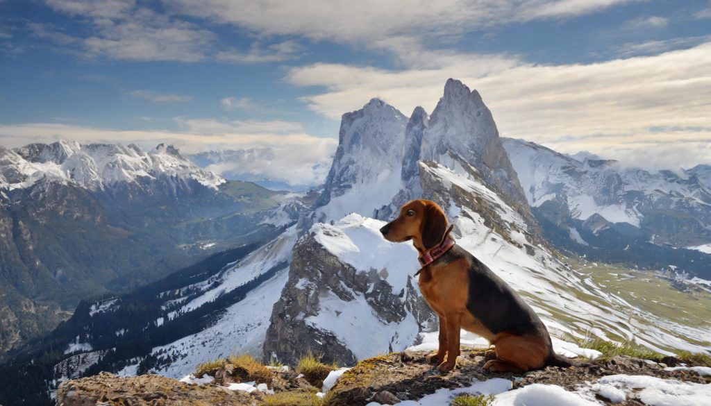 alpenländische dachsbracke hondenras