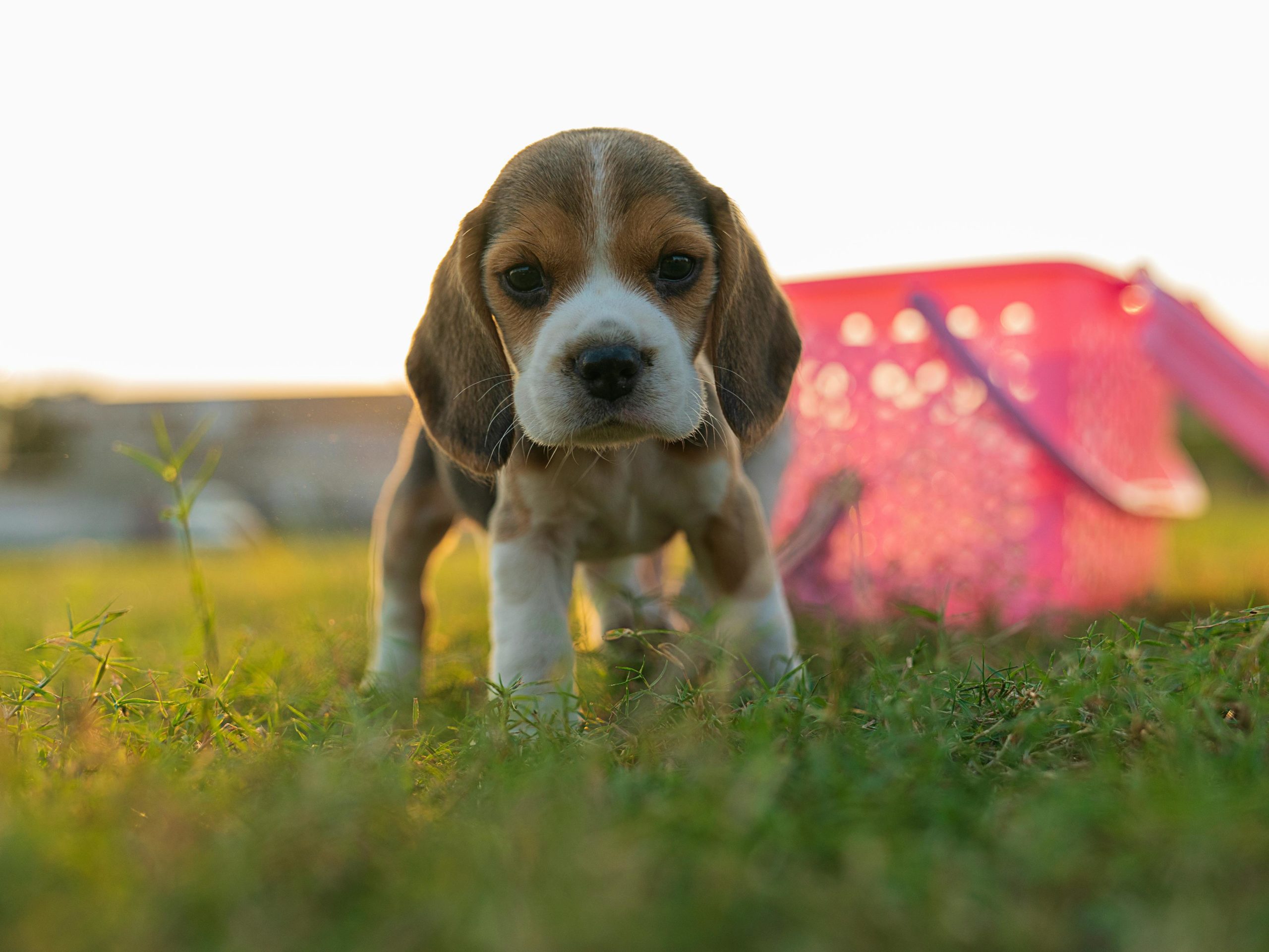 hondenras beagle
