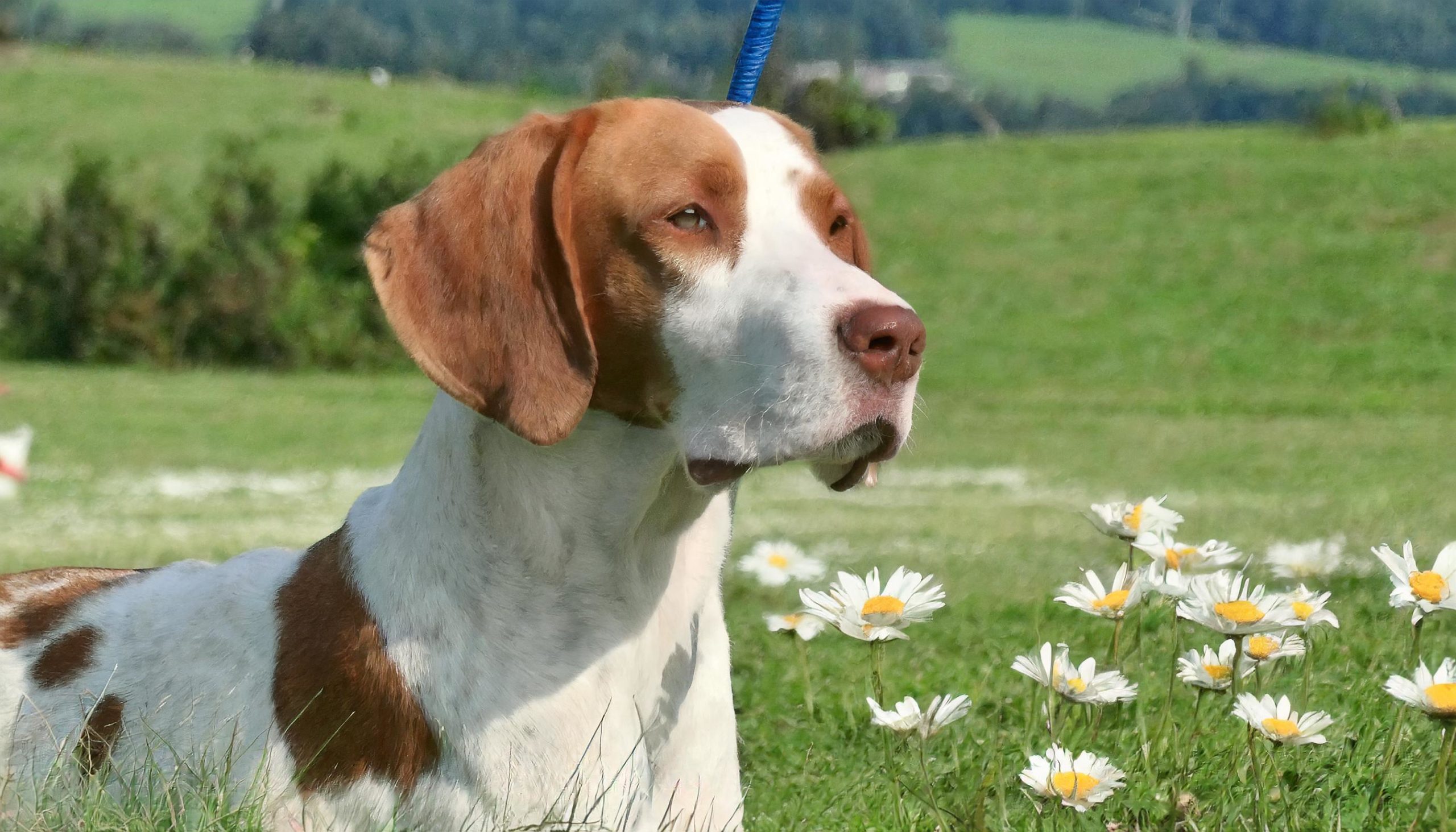 De Braque Saint-Germain is een jachthond van Franse origine die valt onder de klasse van de staande honden. Het ras is sterk verwant aan de pointer. Deze betrekkelijk zeldzame hond kent slechts één kleurpatroon, wit met oranje platen, en heeft een roze neus.