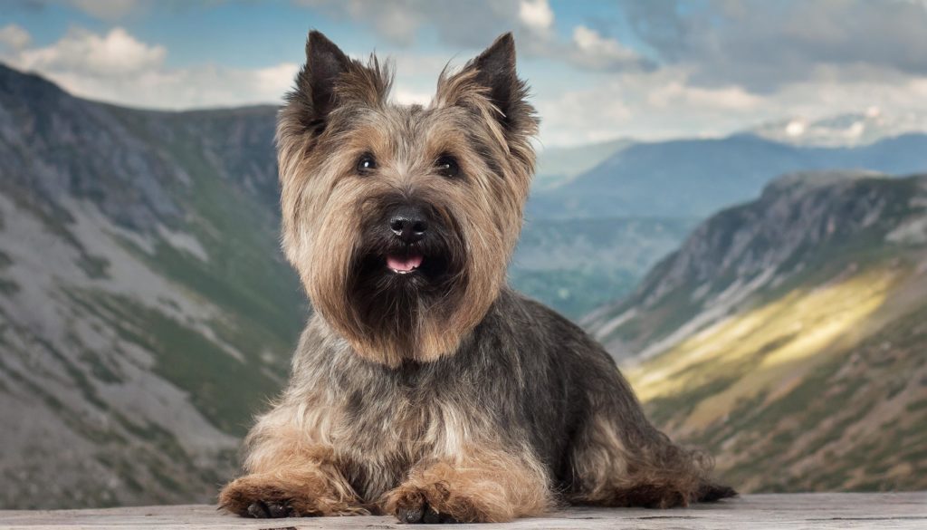 de cairn terrier is afkomstig uit de Schotse Hooglanden, waar zijn voorouders werden ingezet om ongedierte te bestrijden en bij de jacht op vossen, dassen en otters