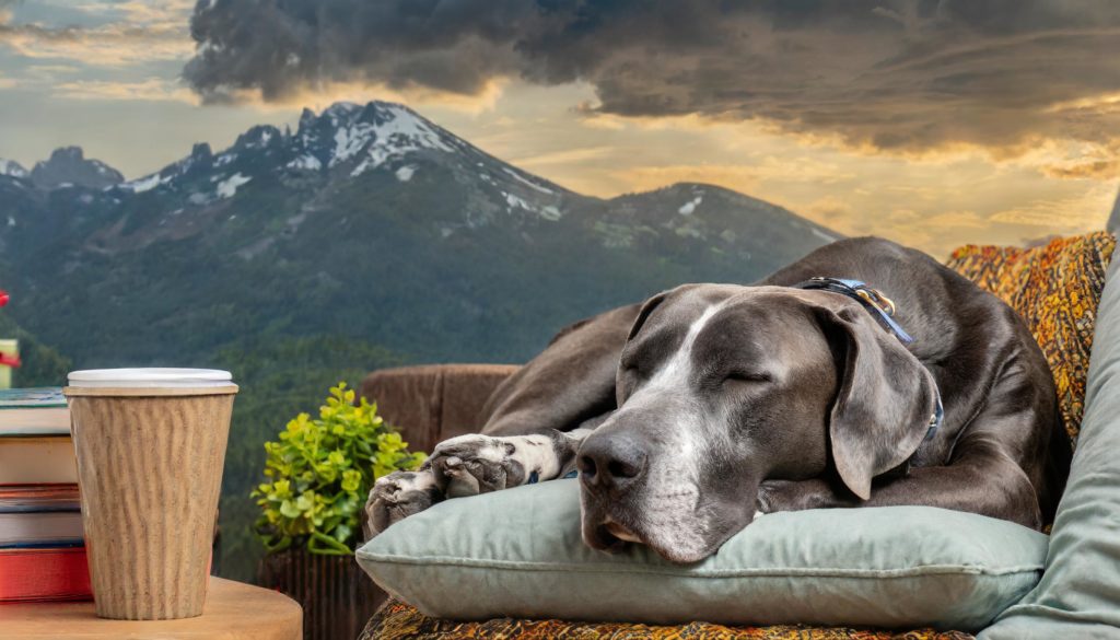 Hondenras duitse dog ook bekend als the great dane aan het slapen op een stoel