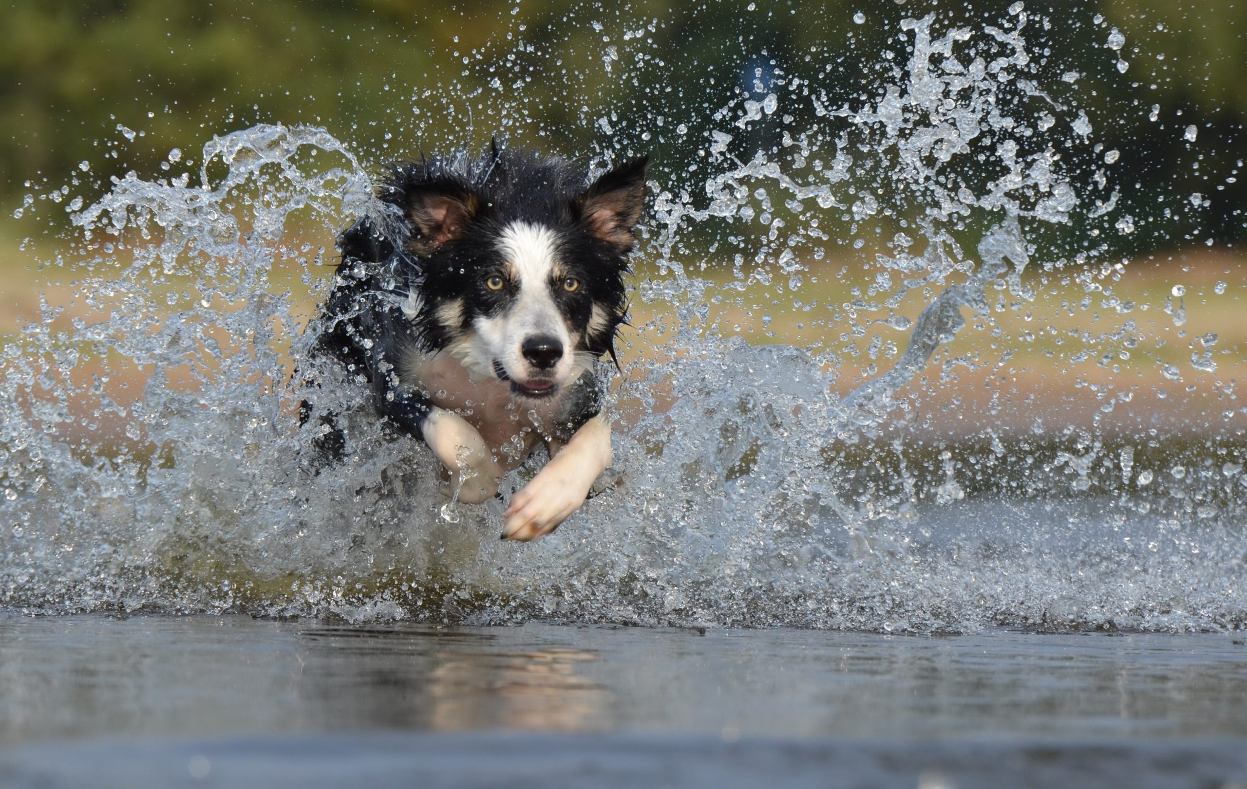De border collie is een ongelooflijk gewaardeerd hondenras in verschillende sporten hij kan getraind worden in onder andere behendigheid, gehoorzaamheid, dog frisbee, freestyle en schapen drijven