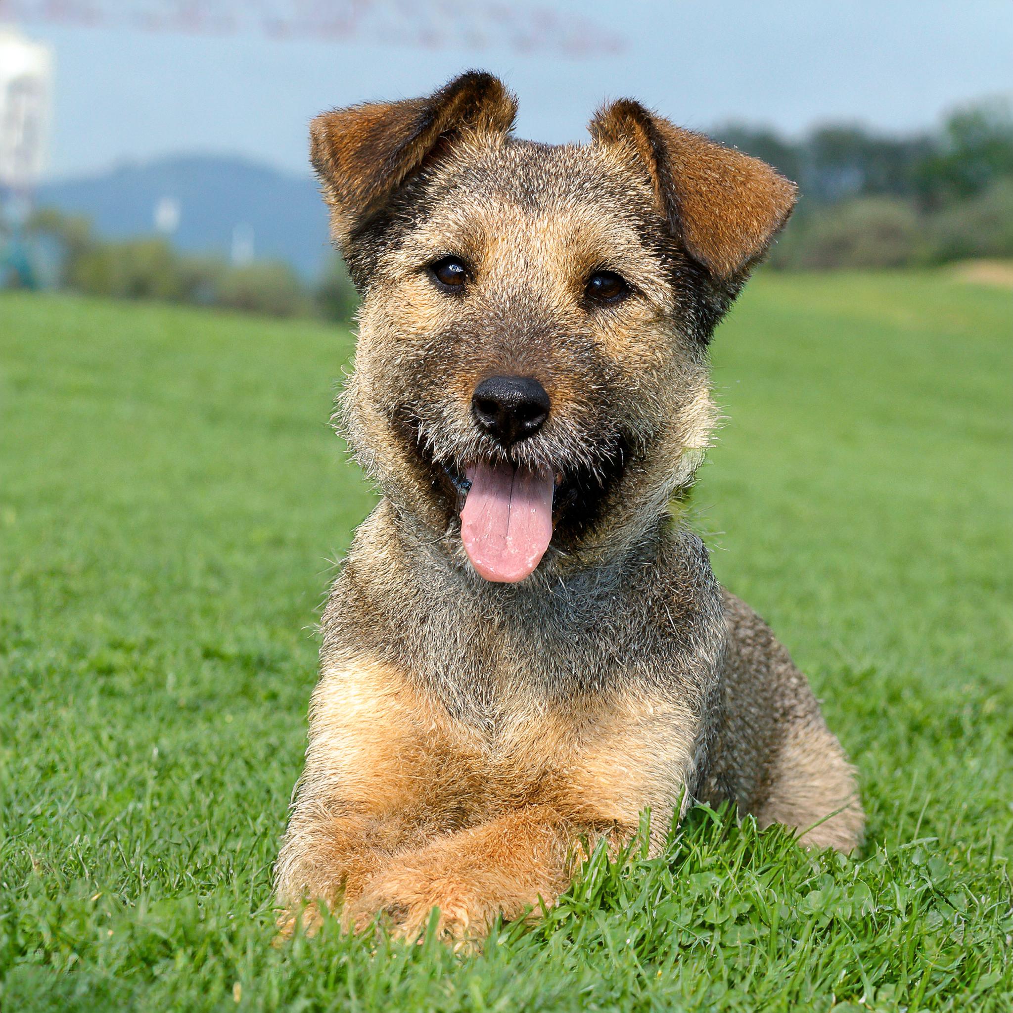 border terrier hondenras
