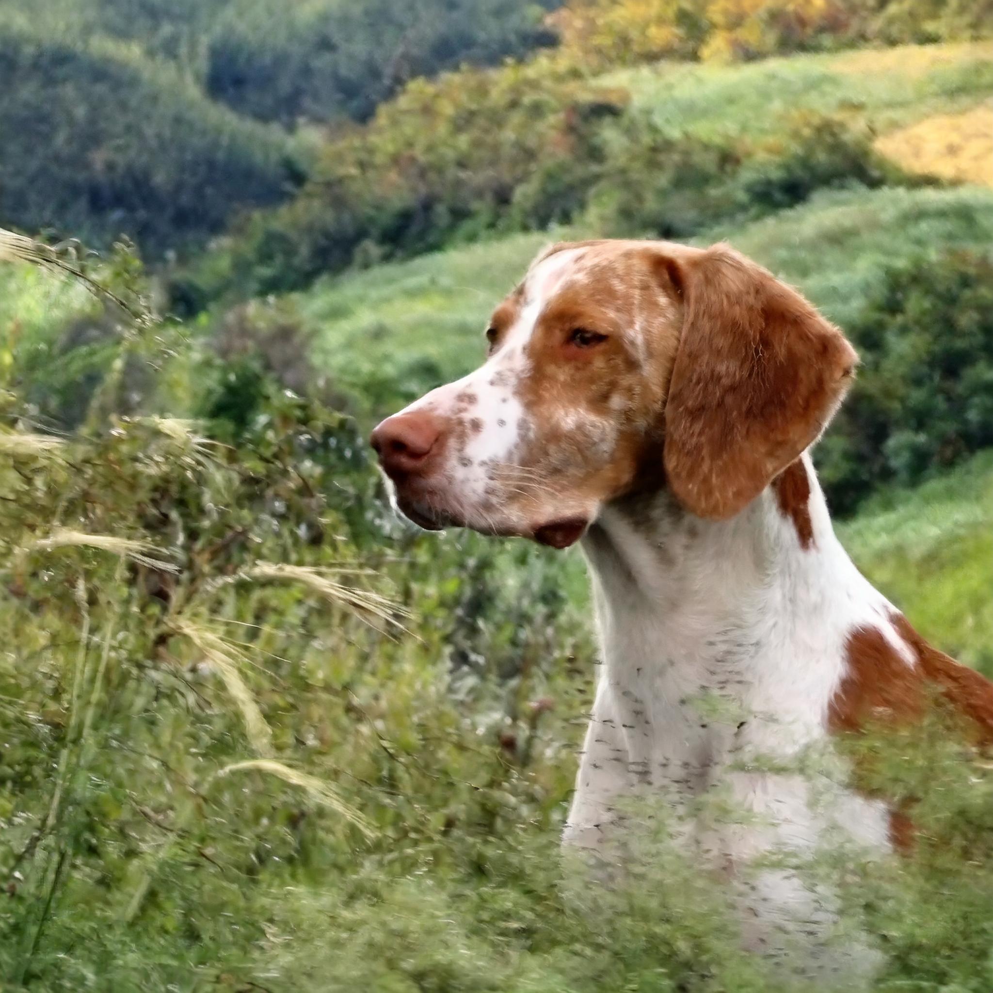 De Braque de l'Ariège is een hondenras dat afkomstig is uit Frankrijk