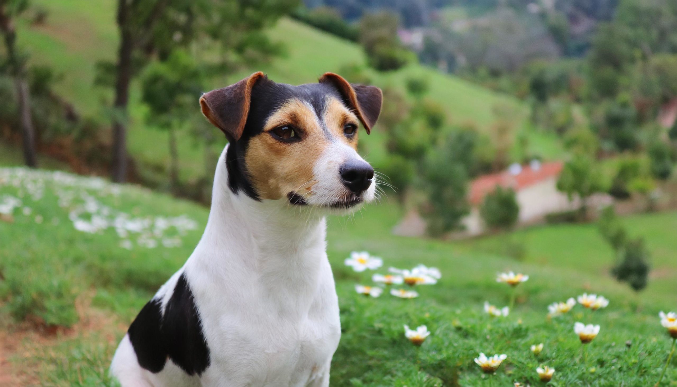 braziliaanse terriër hondenras afkomstig uit brazillie