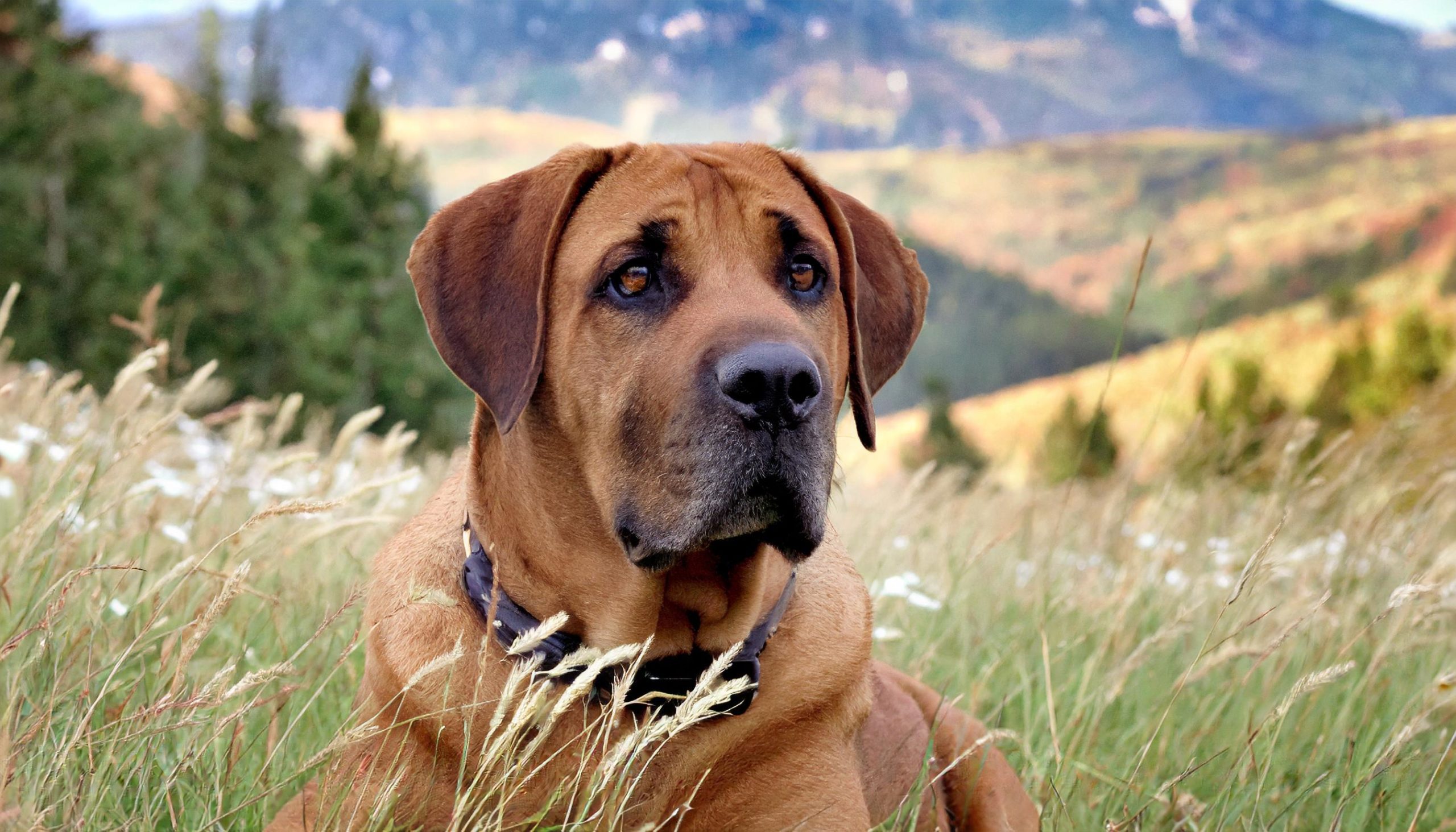 De Broholmer ook wel Deense Mastiff genoemd is een hond van een groot ras die afkomstig is uit Denemarken. dit ras is lang en gespierd.