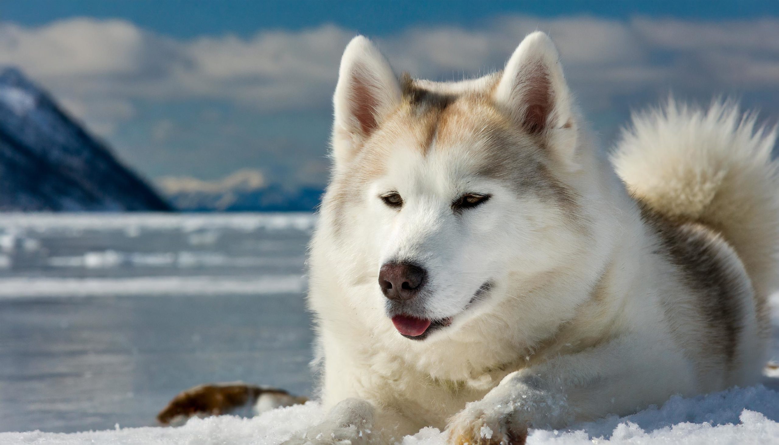 De Canadese Eskimohond werkte voor Inuit-jagers om wakken van zeehonden te vinden en grote roofdieren, zoals ijsberen, op afstand te houden. Hij werd ook gebruikt als sledehond.