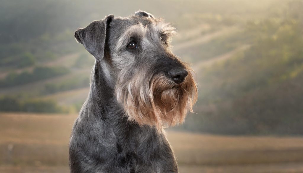 De ceskyterriër of boheemse terriër is een hondenras, oorspronkelijk afkomstig uit Tsjechië