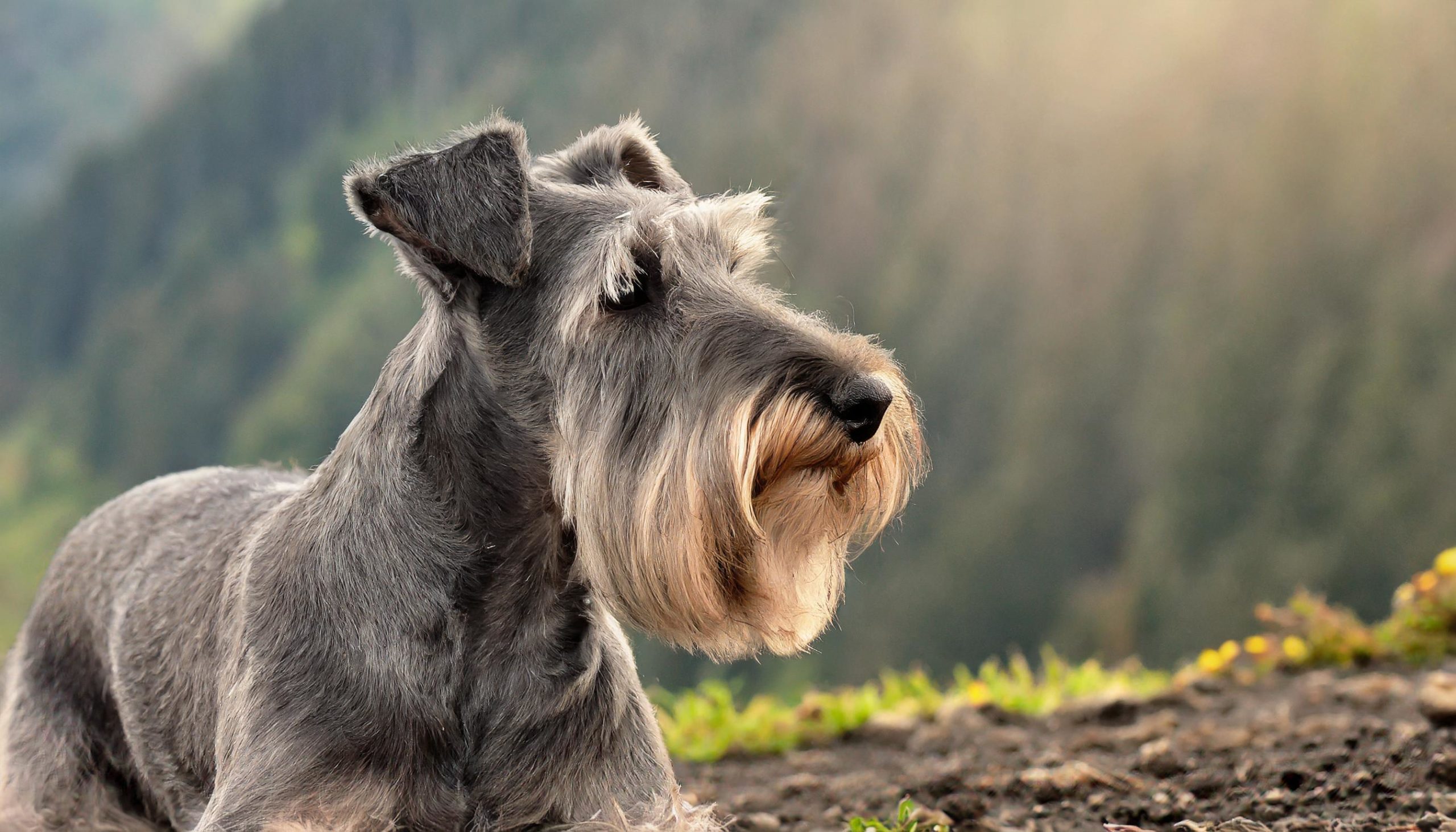 Cesky terrier, het eerste erkende ras afkomstig uit Tsjechië, is het resultaat van doelbewuste kruising tussen de Schotse en de Sealyham terrier