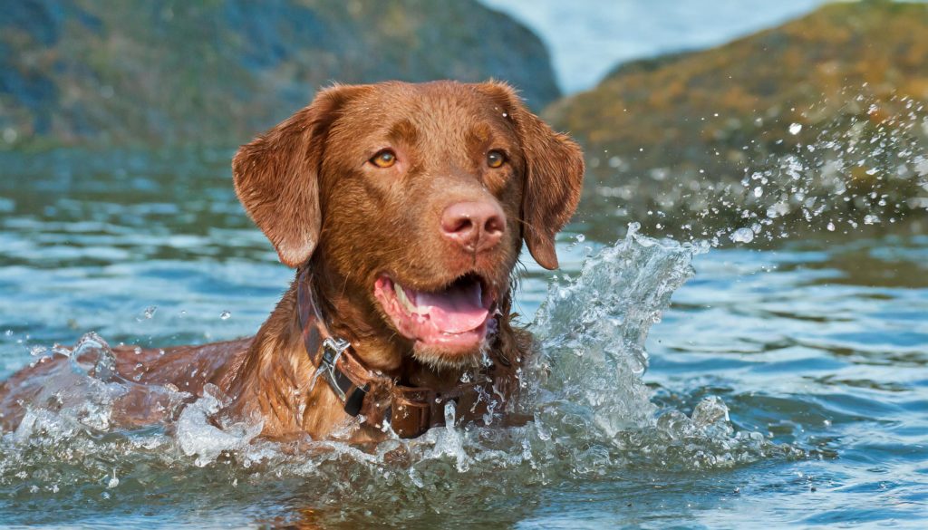 Chesapeake Bayretriever is een hondenras dat afkomstig is uit de Verenigde Staten. Volgens de overlevering is dit ras ontstaan uit de Newfoundland-puppy's die gered werden tijdens een schipbreuk voor de kust van Maryland.