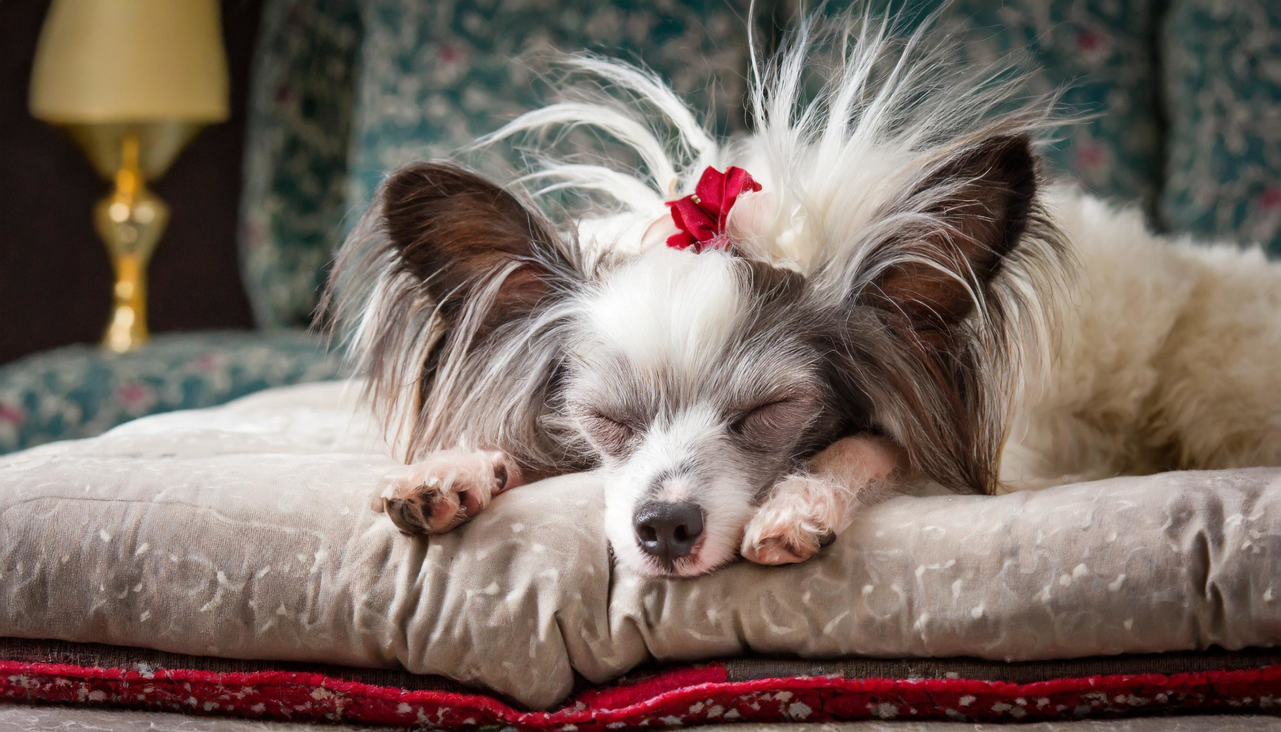 De Chinese gekuifde naakthond is een gezelschapshond. Het is een hondenras met als belangrijkste kenmerk de kuif op zijn kop en daarnaast haarloosheid.