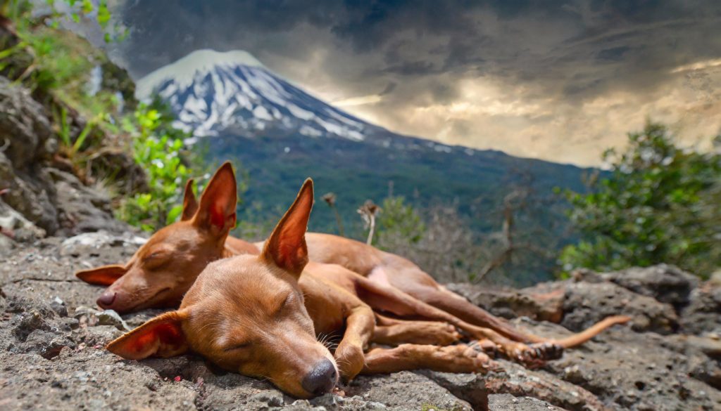 De Cirneco dell'Etna is een hondenras dat afkomstig is van het Italiaanse eiland Sicilië.