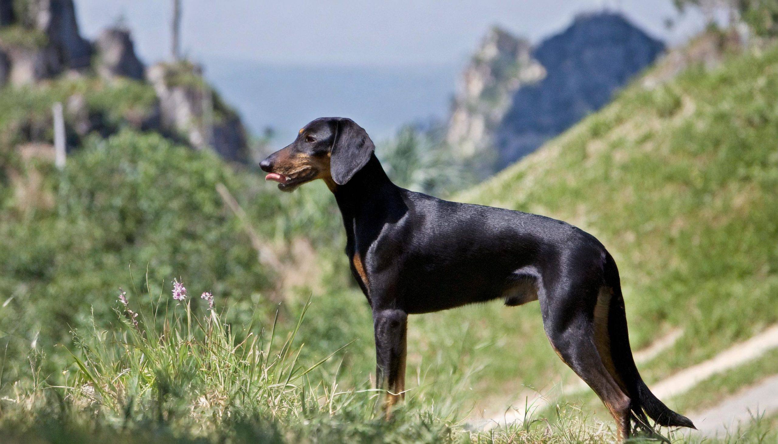 De Crnogorski planinski gonic is een vrij zeldzaam hondenras uit Montenegro, vroeger bekend onder de naam Joegoslavische berghond.