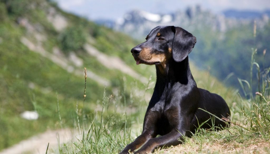 De Crnogorski planinski gonic is een hondenras dat afkomstig is uit Montenegro. Het is een jachthond die vooral geschikt is voor de jacht op hazen en vossen.
