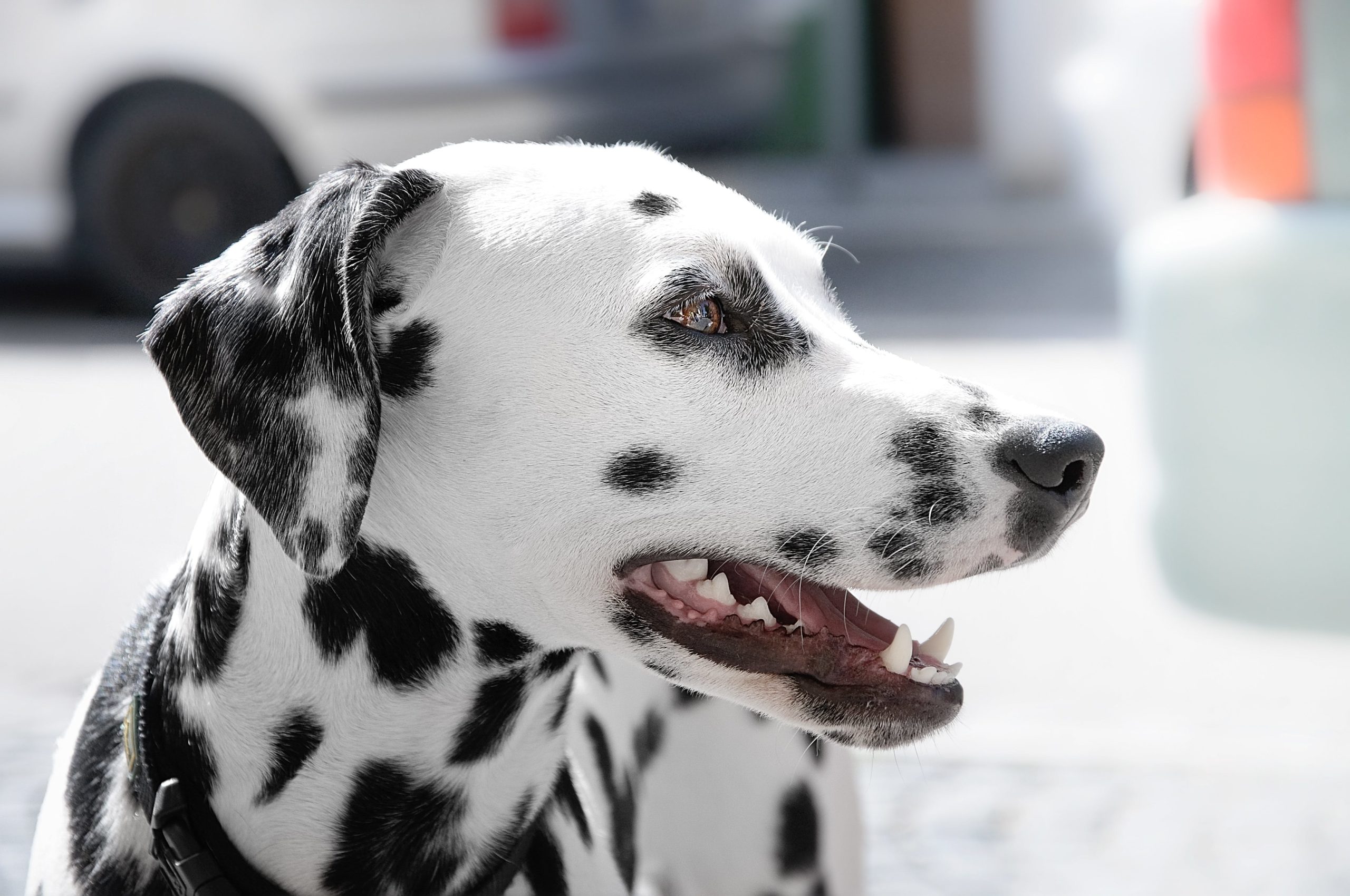 Dalmatier hondenras staat bekend om zijn unieke, gevlekte vacht, die kort, zacht en glanzend is. De vlekken zijn zwart of leverkleurig op een witte achtergrond.
