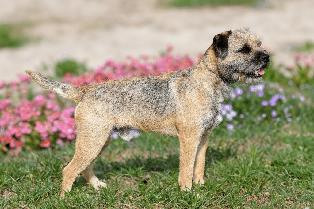 De Border Terriër is een levendig en charmant hondenras dat oorspronkelijk afkomstig is uit de grensgebieden van Engeland en Schotland