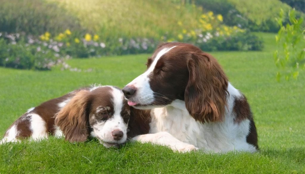 Nederlandse hondenras drentsche patrijshond met pup