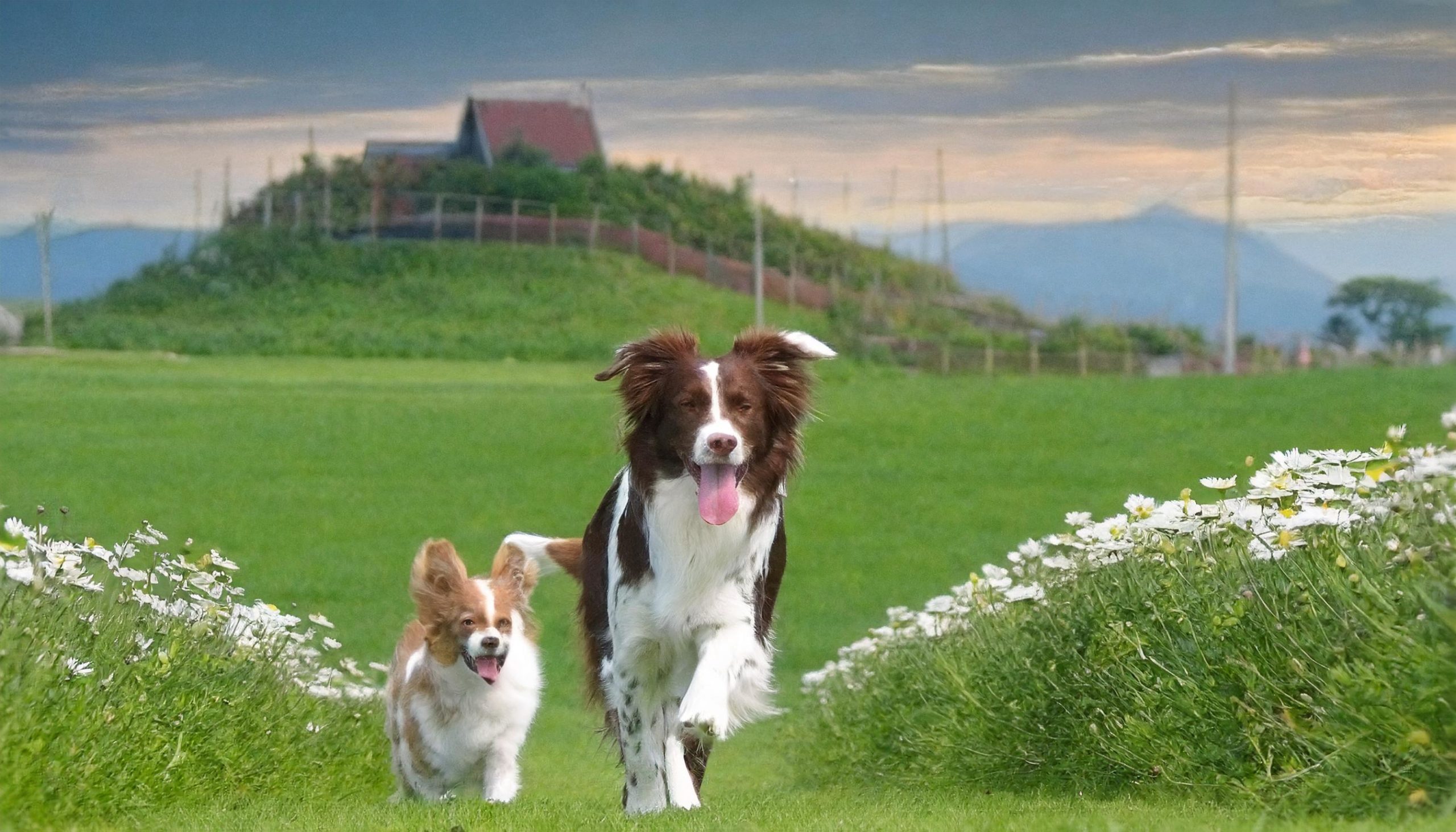 Nederlandse hondenras drentsche patrijshond aan het wandelen