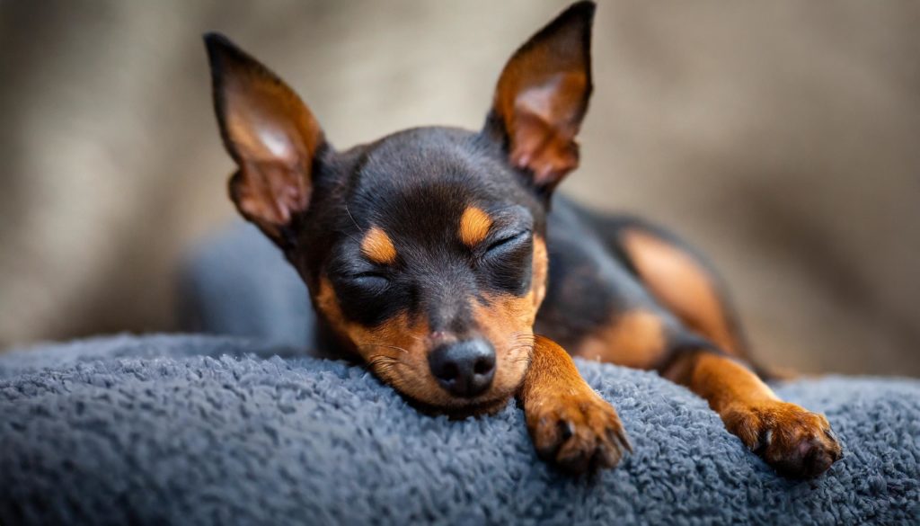 De dwergpinscher is een hondenras en de kleinere variant van de Duitse pinscher.