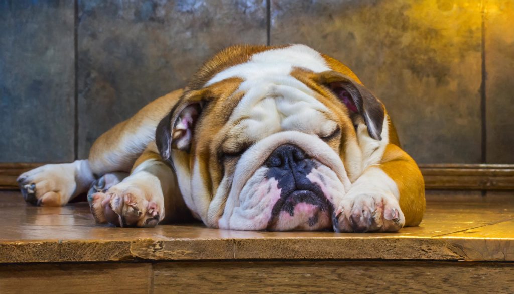 Engelse bulldog aan het slapen