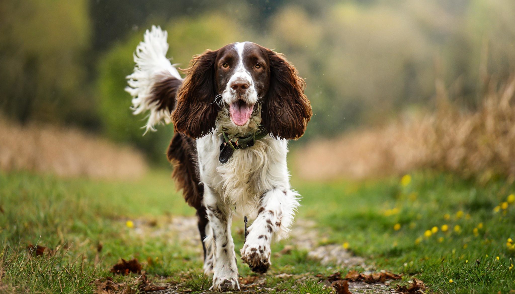 Engelse Springer Spaniel Karakter, opvoeding en Hondenrassen Alles over mijn
