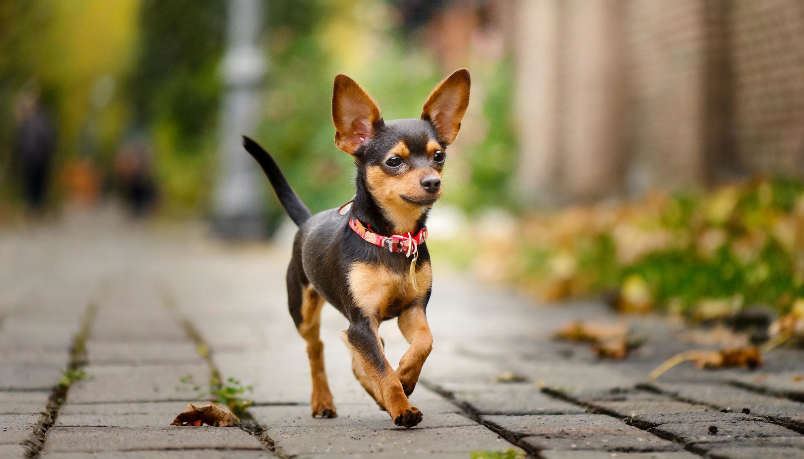 engelse toy terrier aan het genieten van zijn dagelijkse wandeling