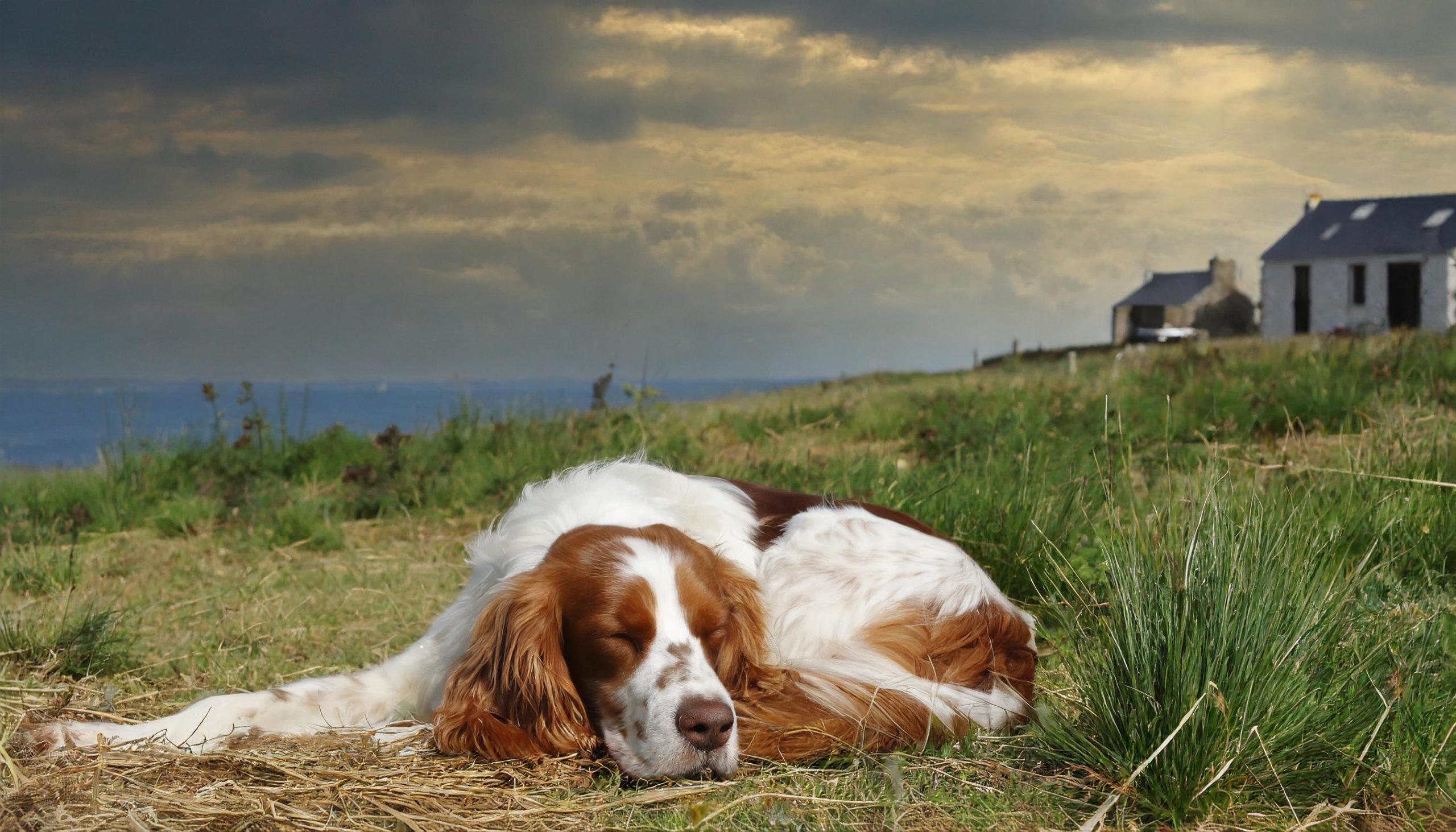 De Epagneul Breton is afkomstig uit Bretagne Frankrijk en is ontstaan door combinaties van aldaar levende spanielachtige jachthondjes met Britse staande honden Pointers en Setters