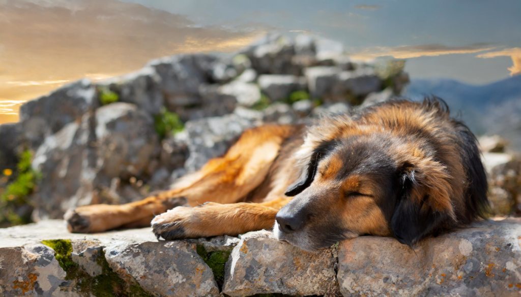 de estrela berghond was oorspronkelijk een waakhond in de Portugese bergketen Serra da Estrela. Hij werd ontwikkeld uit Mastiffachtige honden die de Romeinen bij zich hadden toen ze op het Iberische schiereiland terecht kwamen