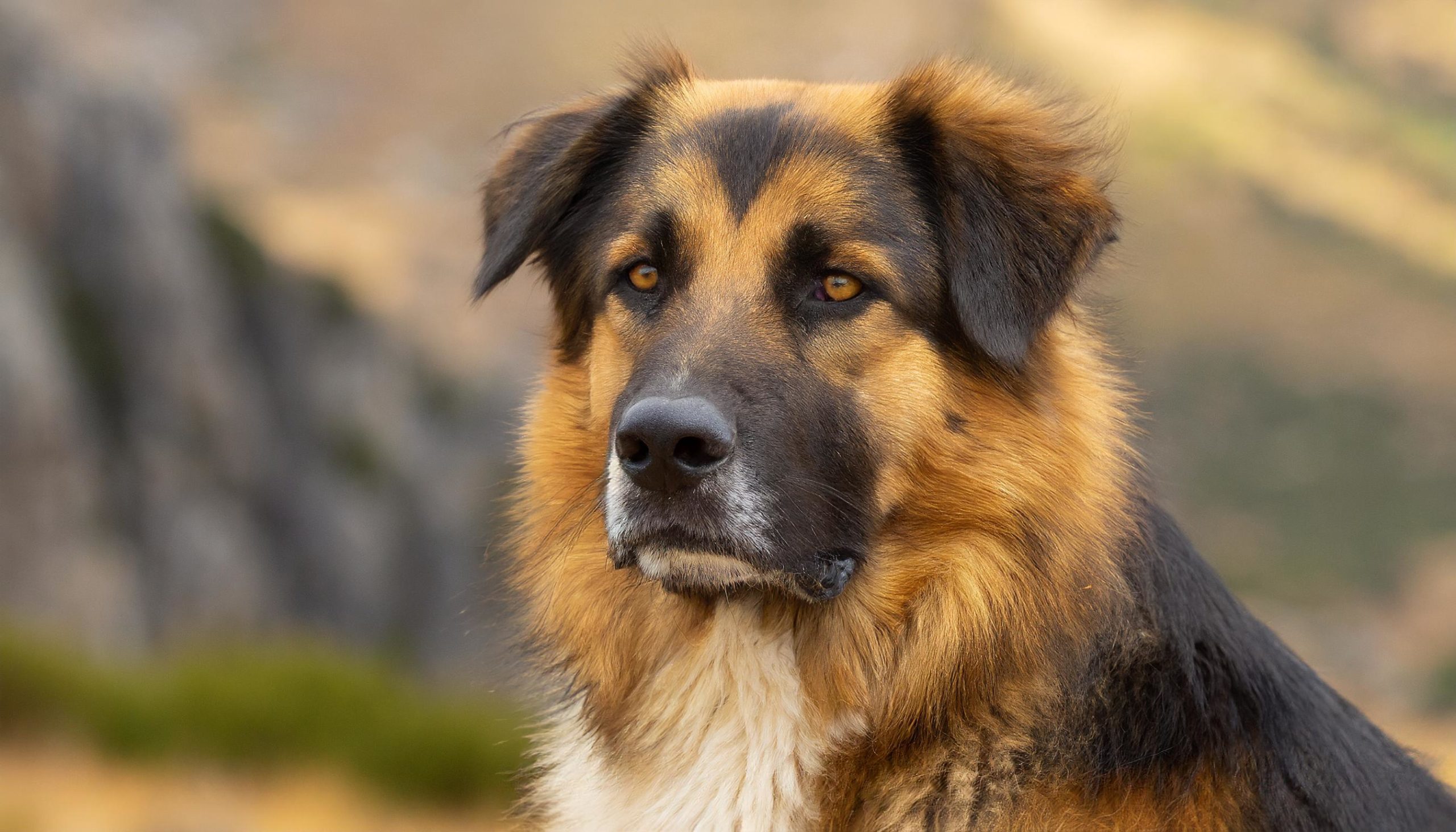 De Estrela Berghond is een van de oudste Portugese hondenrassen. Het zijn grote, maar ook loyale en liefdevolle honden.