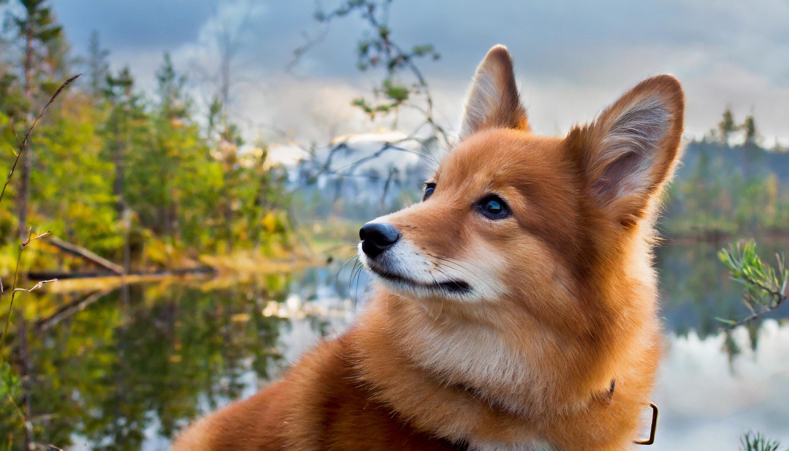 De Finse spits of Suomenpystykorva is een hondenras dat van oorsprong uit Finland komt. Het ras behoord tot FCI groep 5 spitsen en oertypen.