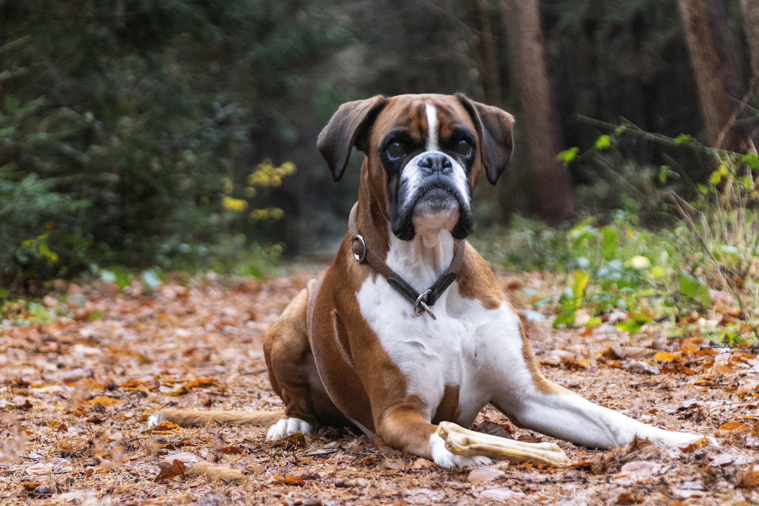 de Boxer is afkomstig van twee mastiffachtige hondenrassen die in Duitsland in de middeleeuwen werden gebruikt als jachthonden.