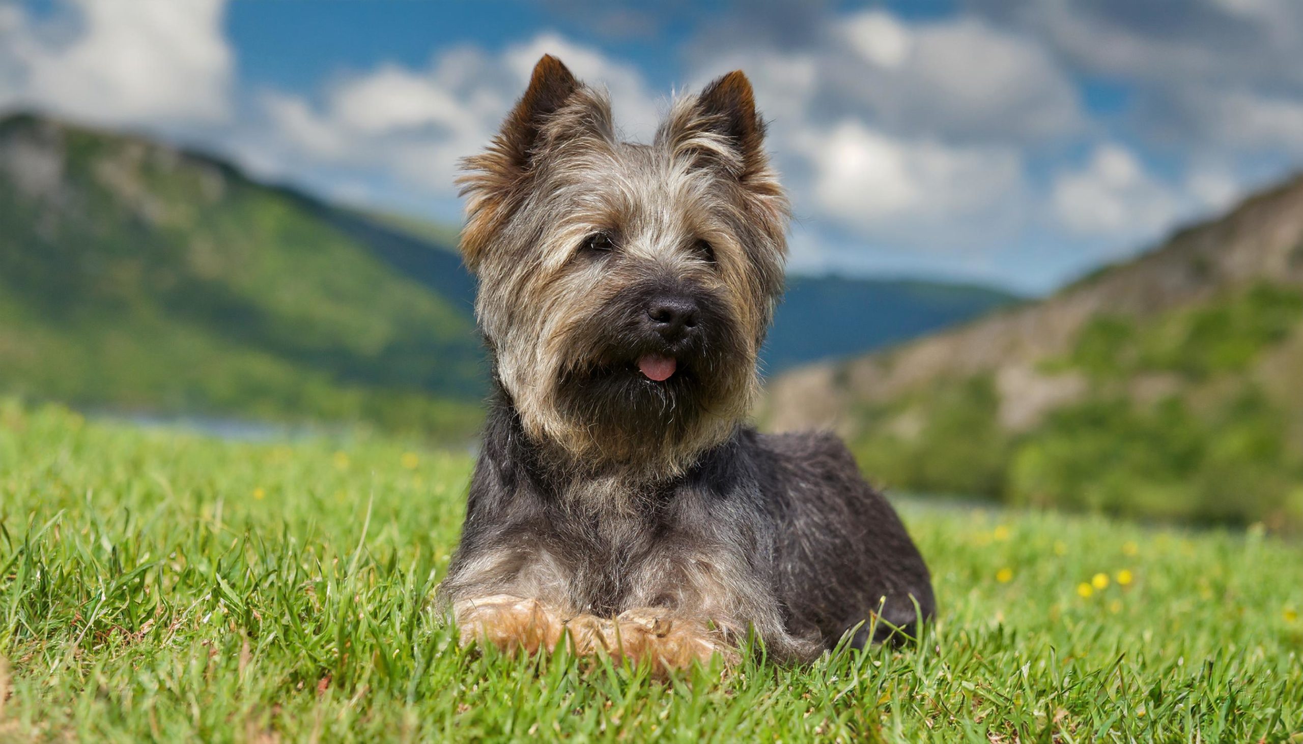 De Cairn Terrier is een kleine en stevige hond met staande oren en een kort rechtop staand staartje