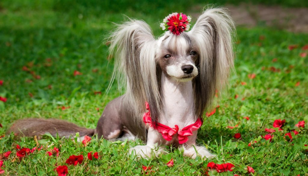 chinese gekuifde naakthond Ras. Kleine, elegante, slanke, adellijke hond, met als meest typische kenmerk het (zo goed als) ontbreken van haar